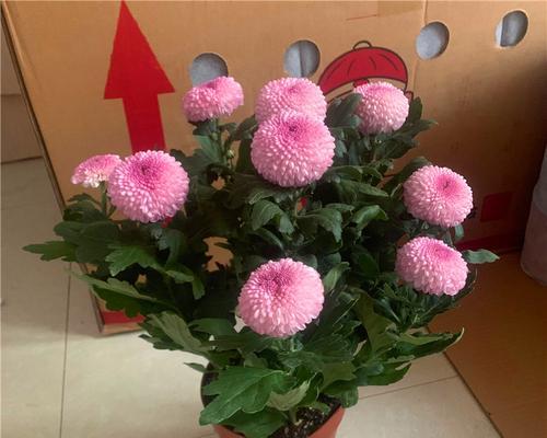 盆栽菊花养殖技巧有哪些?如何确保盆栽菊花健康生长? 盆栽菊花养殖技巧有哪些?如何确保盆栽菊花健康生长?