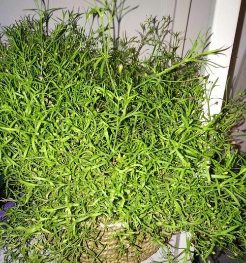 满天星繁殖方法有哪些?栽培技术要点是什么? 满天星繁殖方法有哪些?栽培技术要点是什么?