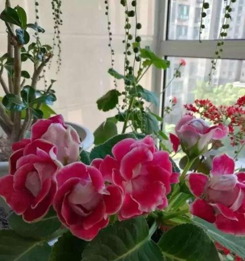 吸毒草修剪方法有哪些？修剪时应注意什么问题？