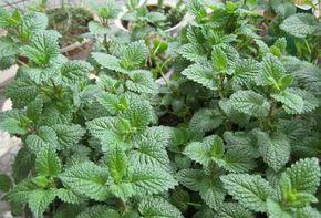 吸毒草修剪方法有哪些?修剪时应注意什么问题? 吸毒草修剪方法有哪些?修剪时应注意什么问题?