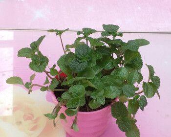 吸毒草修剪方法有哪些?修剪时应注意什么问题? 吸毒草修剪方法有哪些?修剪时应注意什么问题?