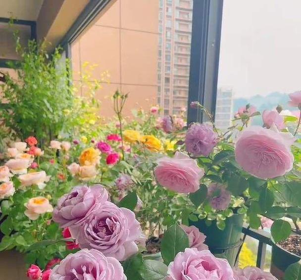 家里为什么不能养月季花？月季花的禁忌有哪些？