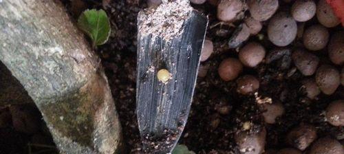 福禄桐烂根怎么办？如何预防和处理植物烂根问题？