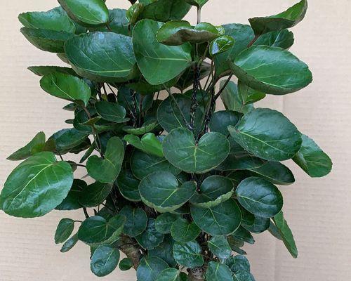 福禄桐烂根怎么办？如何预防和处理植物烂根问题？