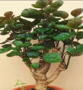 福禄桐烂根怎么办？如何预防和处理植物烂根问题？