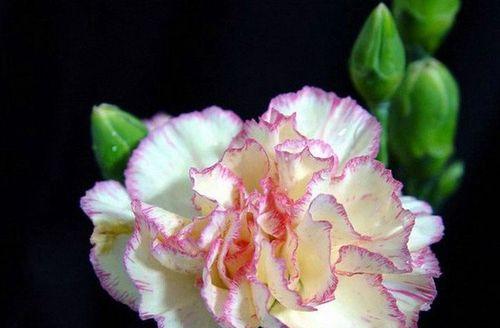 石竹和康乃馨是同一种花吗？它们的区别是什么？