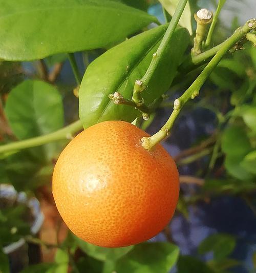 桔树几年结果实？如何正确管理以促进早期结果？