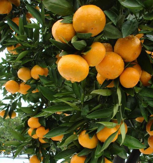 桔树几年结果实？如何正确管理以促进早期结果？