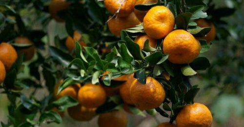 桔树几年结果实？如何正确管理以促进早期结果？