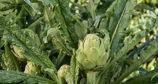 菊苣生长在什么地方?最佳生长环境是什么? 菊苣生长在什么地方?最佳生长环境是什么?