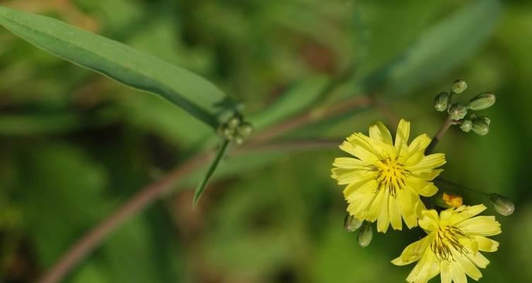 菊苣生长在什么地方？最佳生长环境是什么？