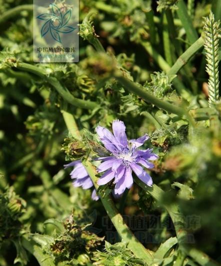 菊苣生长在什么地方?最佳生长环境是什么? 菊苣生长在什么地方?最佳生长环境是什么?