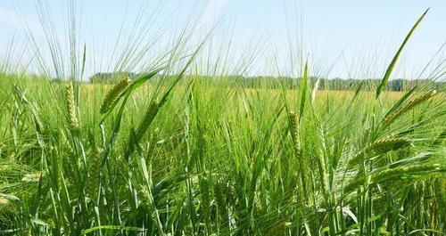 青稞的最佳种植时间是什么时候？种植后需要注意哪些问题？
