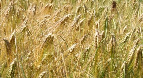 青稞的最佳种植时间是什么时候？种植后需要注意哪些问题？