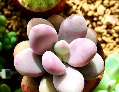 啤酒兑水浇多肉植物可行吗？正确浇水方法是什么？