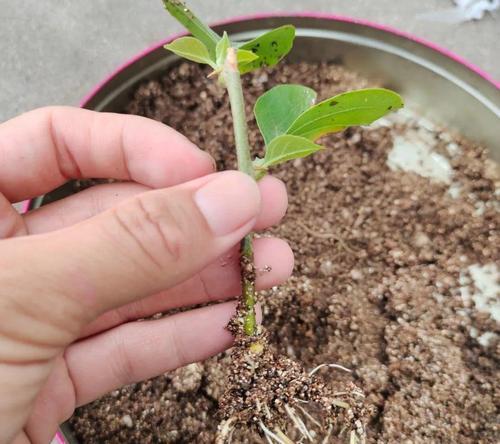 玫瑰最佳扦插时间是什么时候?扦插后如何管理?