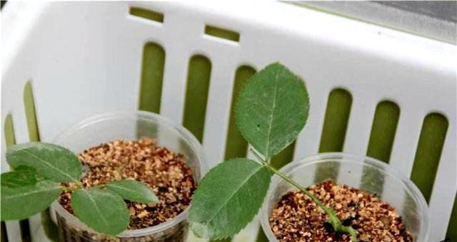 玫瑰最佳扦插时间是什么时候？扦插后如何管理？