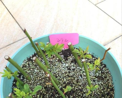 玫瑰最佳扦插时间是什么时候？扦插后如何管理？