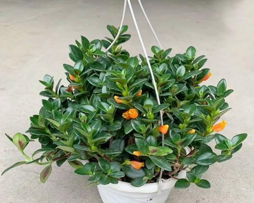 金鱼草怎么醒花？快速唤醒花期的技巧是什么？