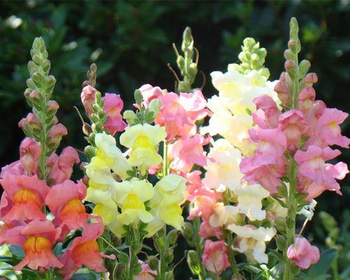 金鱼草怎么醒花？快速唤醒花期的技巧是什么？