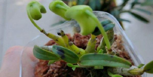 石斛叶子出现黑斑是什么原因？如何防治？