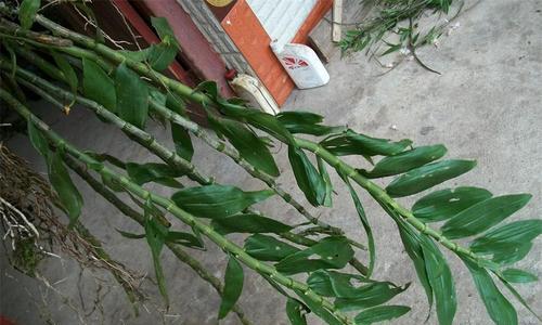 石斛叶子出现黑斑是什么原因？如何防治？