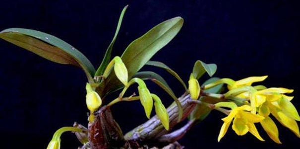 石斛叶子出现黑斑是什么原因？如何防治？