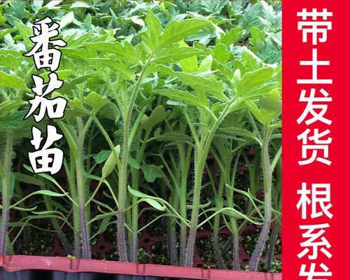 圣女果苗几月份种植最合适？如何确保高产？