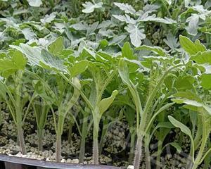 圣女果苗几月份种植最合适？如何确保高产？