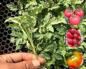 圣女果苗几月份种植最合适？如何确保高产？