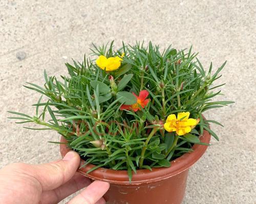 太阳花一盆种几颗最合适？种植太阳花的正确数量是多少？