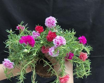 太阳花一盆种几颗最合适？种植太阳花的正确数量是多少？