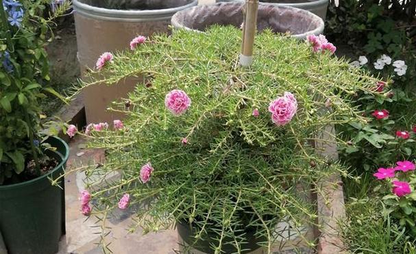 太阳花一盆种几颗最合适？种植太阳花的正确数量是多少？