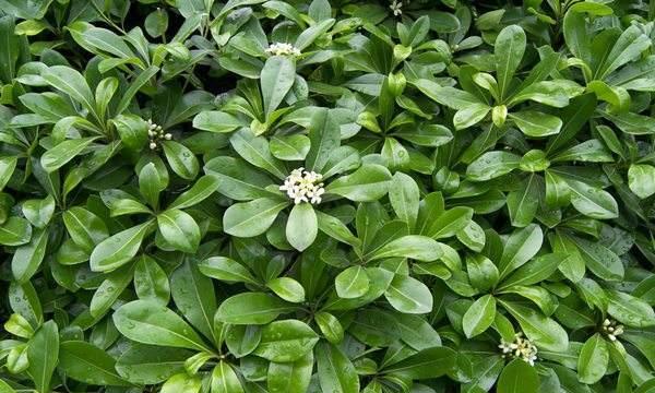 忍冬和冬青是同一种植物吗？它们的区别是什么？