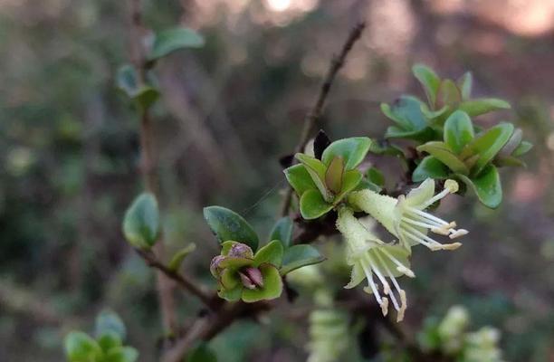 忍冬和冬青是同一种植物吗?它们的区别是什么? 忍冬和冬青是同一种植物吗?它们的区别是什么?