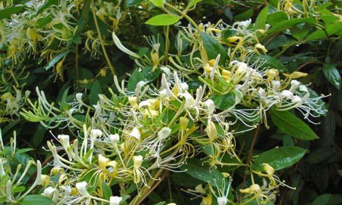 忍冬和冬青是同一种植物吗?它们的区别是什么? 忍冬和冬青是同一种植物吗?它们的区别是什么?