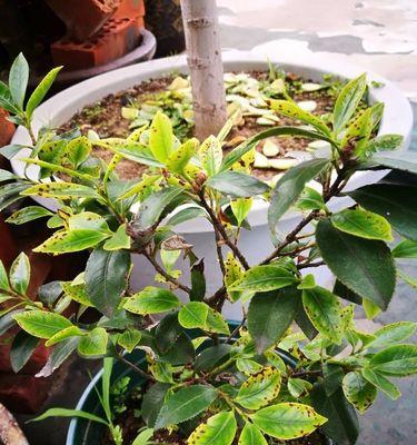 茶花叶子干枯怎么办？如何有效预防和处理？