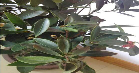 茶花叶子干枯怎么办？如何有效预防和处理？