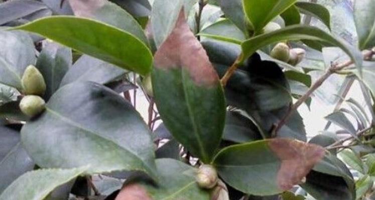 茶花叶子干枯怎么办？如何有效预防和处理？