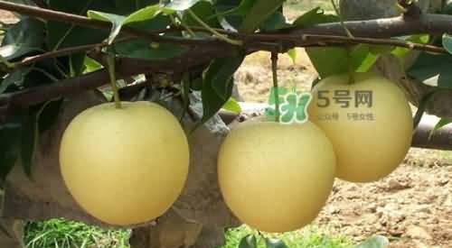 雪梨几月份成熟上市？如何挑选新鲜上市的雪梨？