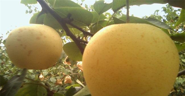 雪梨几月份成熟上市？如何挑选新鲜上市的雪梨？