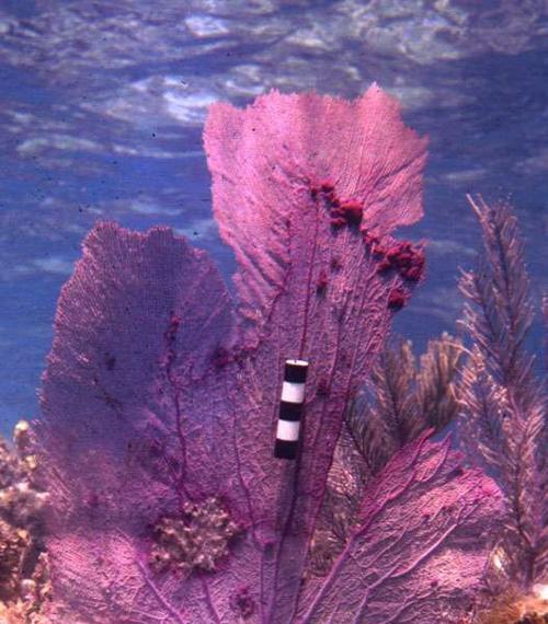 海里的植物有哪些？它们的生存环境和特点是什么？