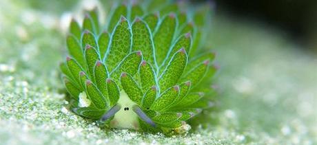 海里的植物有哪些？它们的生存环境和特点是什么？