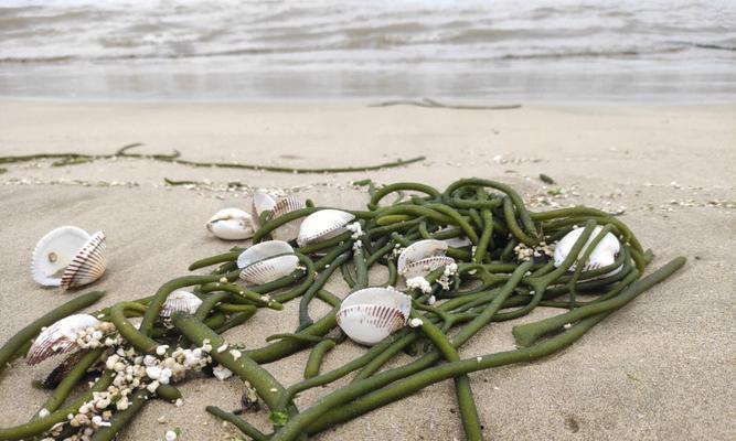 海里的植物有哪些？它们的生存环境和特点是什么？
