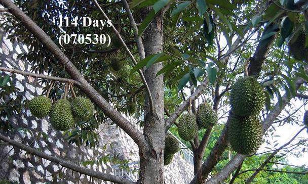 榴莲生长在什么地方?热带雨林还是其他环境?