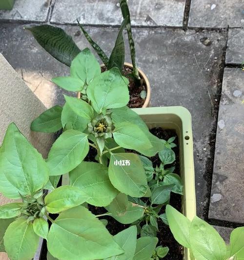 向日葵打顶的最佳时间是什么时候?具体步骤有哪些? 向日葵打顶的最佳时间是什么时候?具体步骤有哪些?