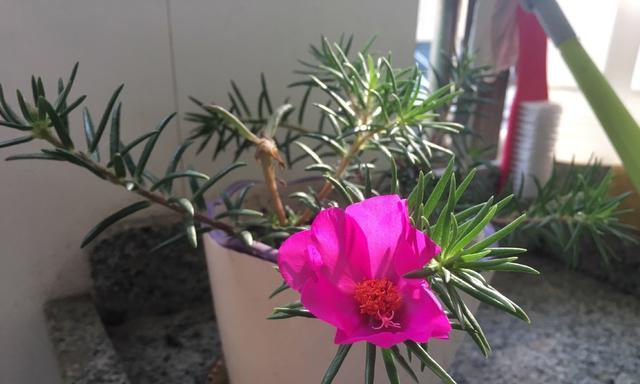 向日葵打顶的最佳时间是什么时候?具体步骤有哪些?