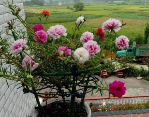 向日葵打顶的最佳时间是什么时候?具体步骤有哪些? 向日葵打顶的最佳时间是什么时候?具体步骤有哪些?