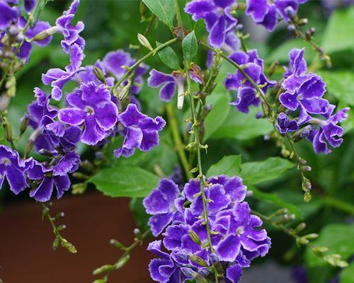 巧克力花开花时间是什么时候？如何正确养护以促进开花？