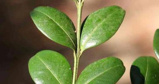 黄杨配土方法是什么？种植土壤应该如何选择？